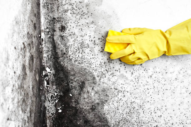 Best Real Estate Mold Inspection  in Harlem, GA